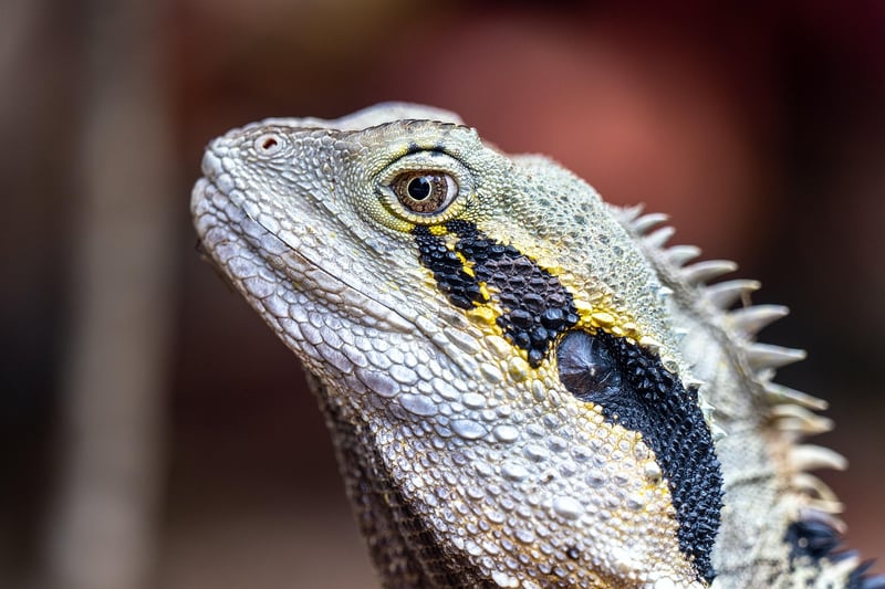 Dragon in Aetheria